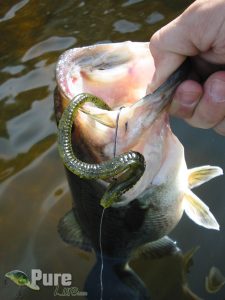 Bass pescado con una lombriz Finesse Worm de 6 pulgadas color Watermelon